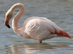 Flamant rose