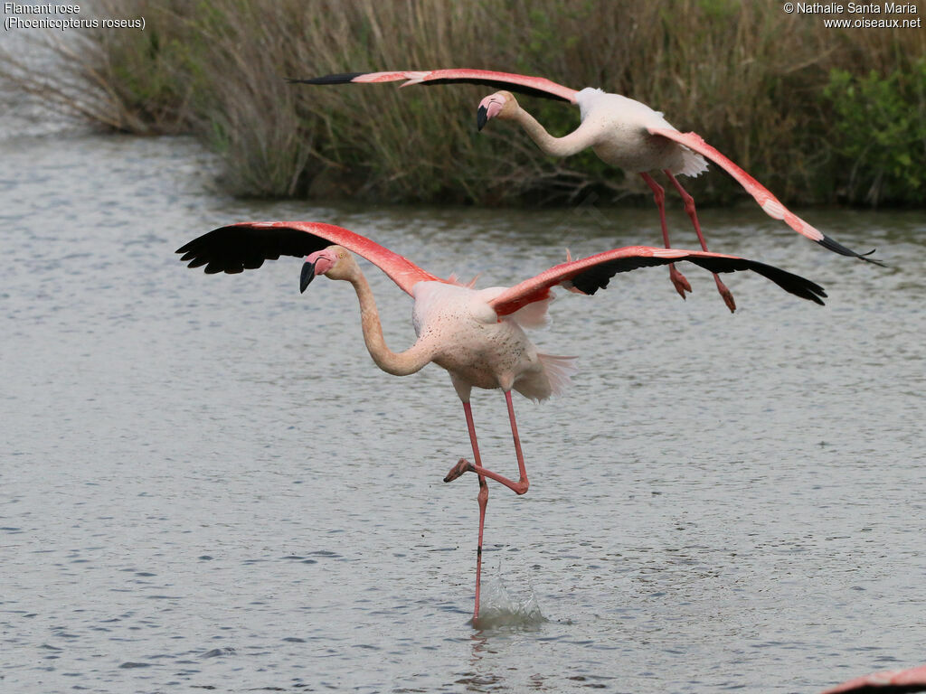 Greater Flamingoadult, identification, walking, Behaviour