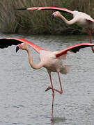 Flamant rose