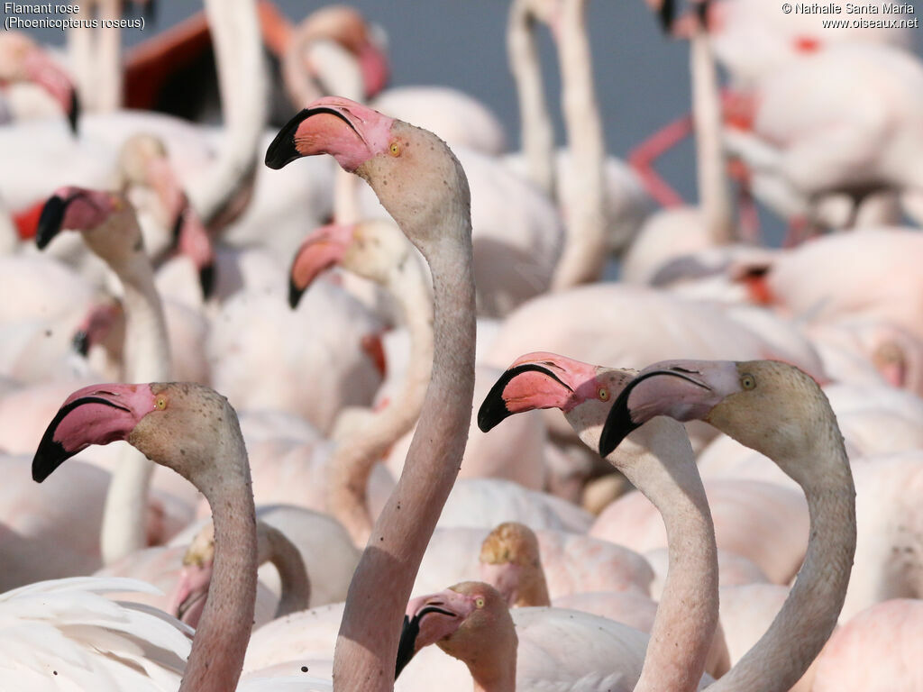 Greater Flamingoadult, identification, Behaviour