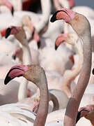 Greater Flamingo