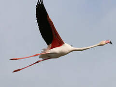 Greater Flamingo