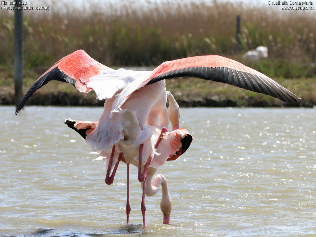 Flamant roseadulte, habitat, accouplement.