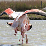 Flamant rose