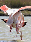 Flamant rose