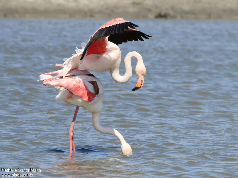 Greater Flamingoadult, habitat, mating.