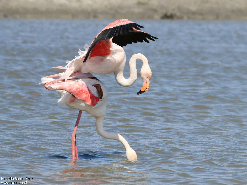 Greater Flamingoadult, habitat, mating.