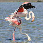 Flamant rose