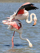 Flamant rose