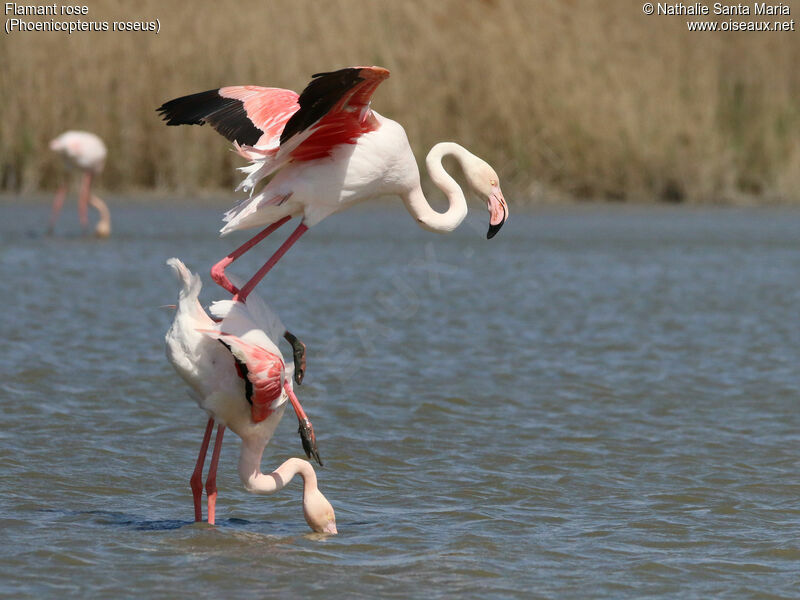 Greater Flamingoadult, habitat, mating., Behaviour