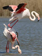 Greater Flamingo