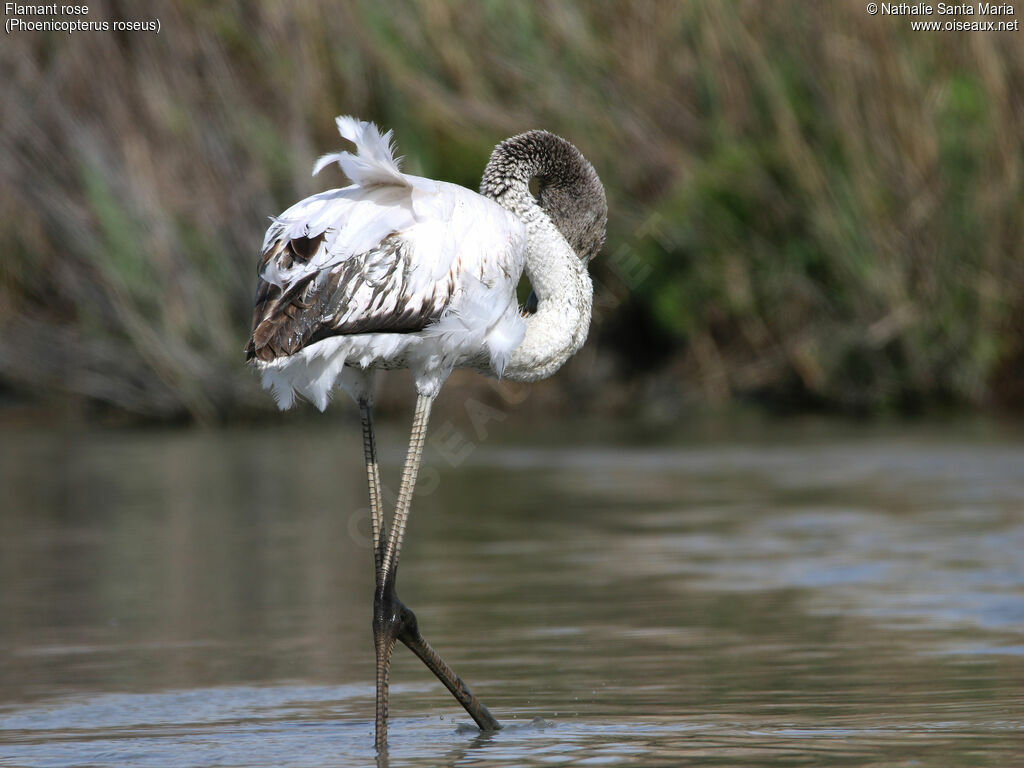 Greater Flamingoimmature, identification, habitat, walking, Behaviour