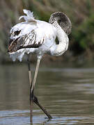 Greater Flamingo