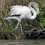 Flamant rose