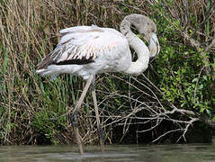 Flamant rose