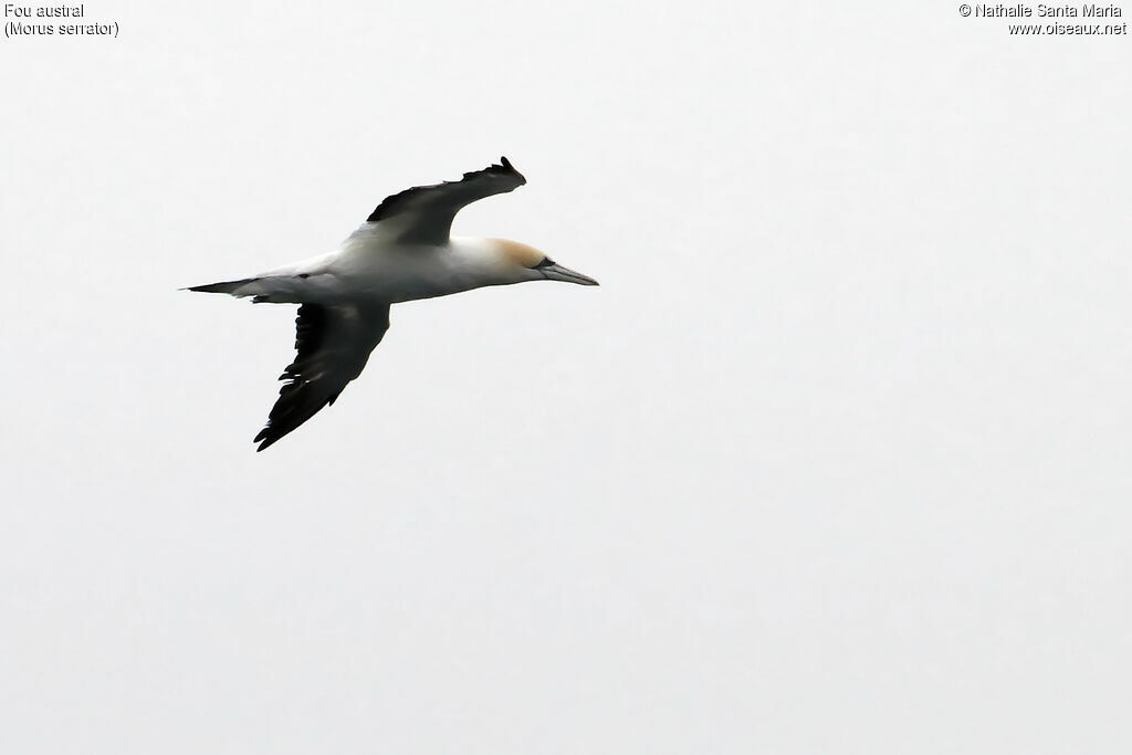 Australasian Gannetadult, Flight