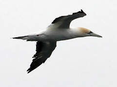 Australasian Gannet