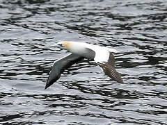 Australasian Gannet