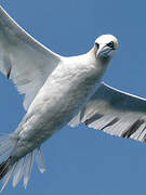 Northern Gannet