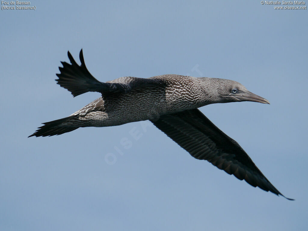 Fou de Bassanjuvénile, identification, Vol