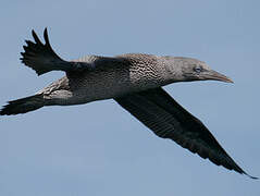 Northern Gannet