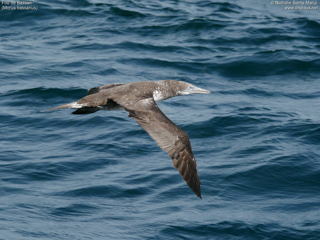 Northern GannetSecond year, identification, Flight, Behaviour