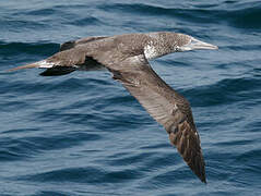 Northern Gannet