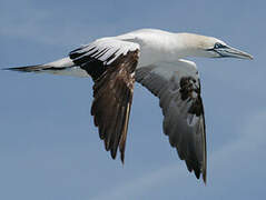 Northern Gannet