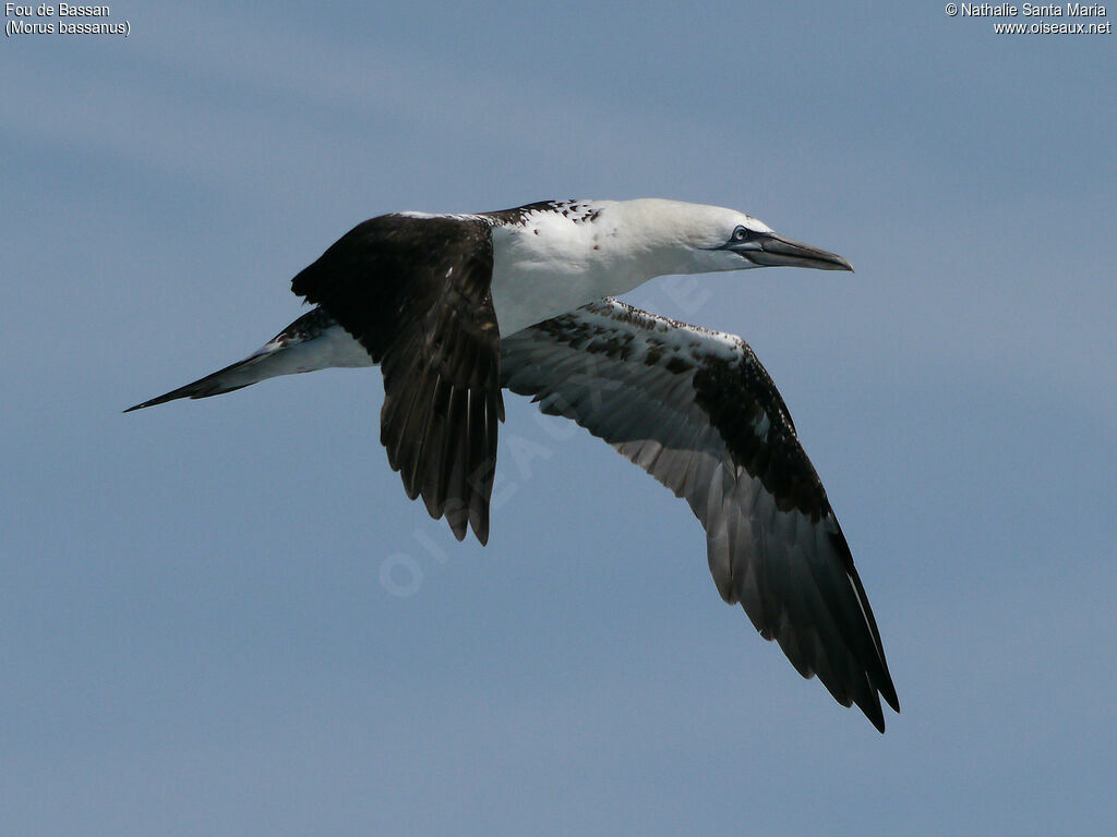 Northern GannetThird  year, identification, Flight