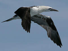 Northern Gannet