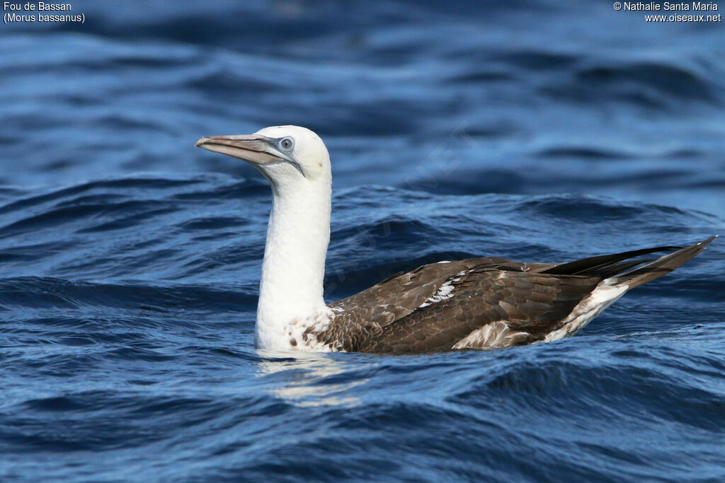 Northern GannetThird  year, identification, swimming