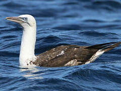 Northern Gannet