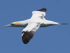 Northern Gannet