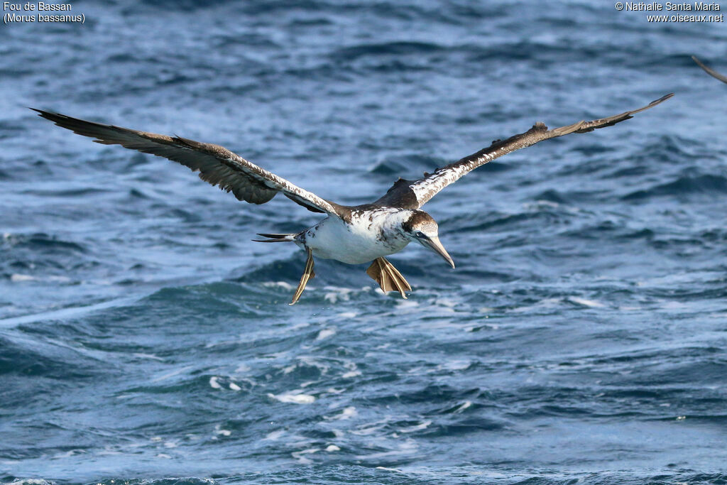 Northern GannetThird  year, identification, Flight, fishing/hunting, Behaviour