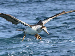 Northern Gannet