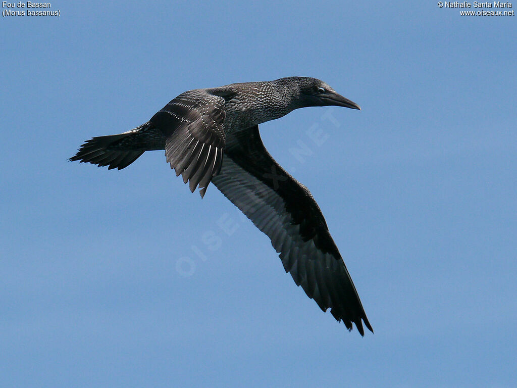 Fou de Bassanjuvénile, identification, Vol, Comportement