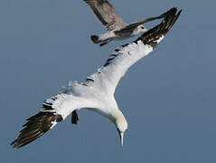 Northern Gannet