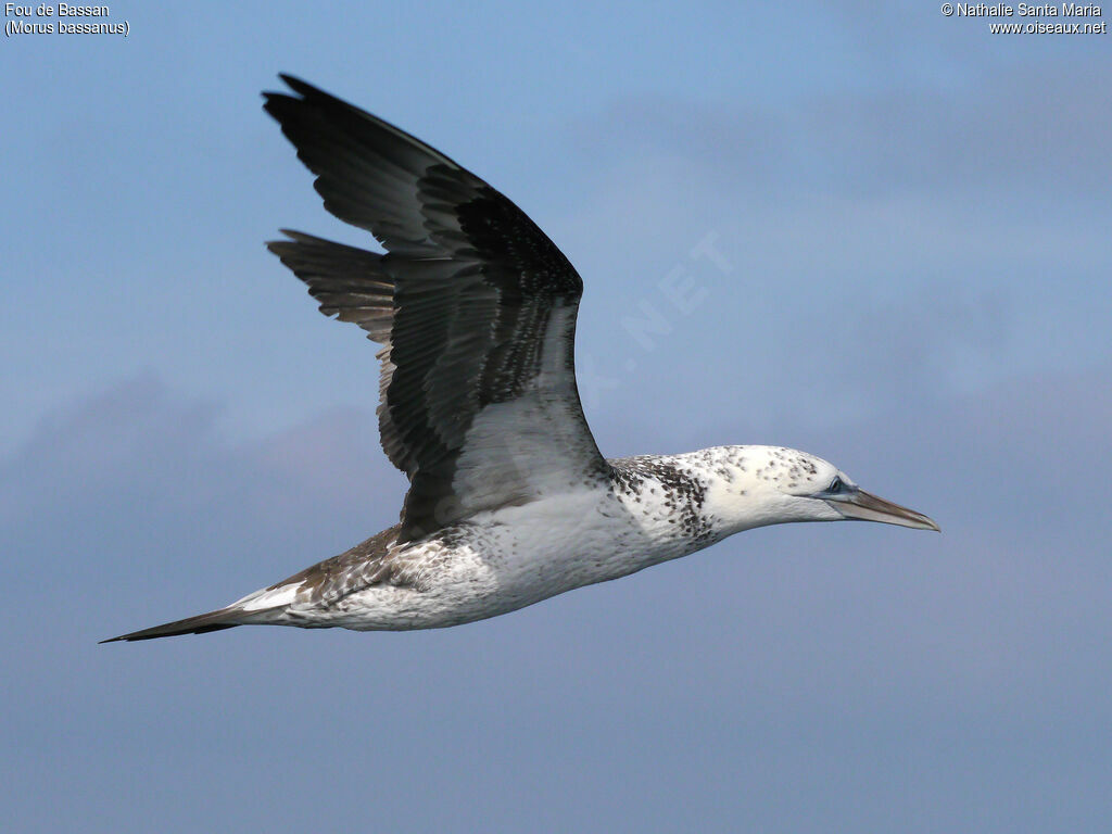 Northern GannetThird  year, identification, Flight, Behaviour