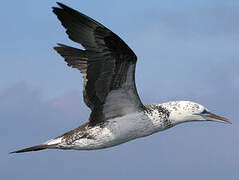 Northern Gannet