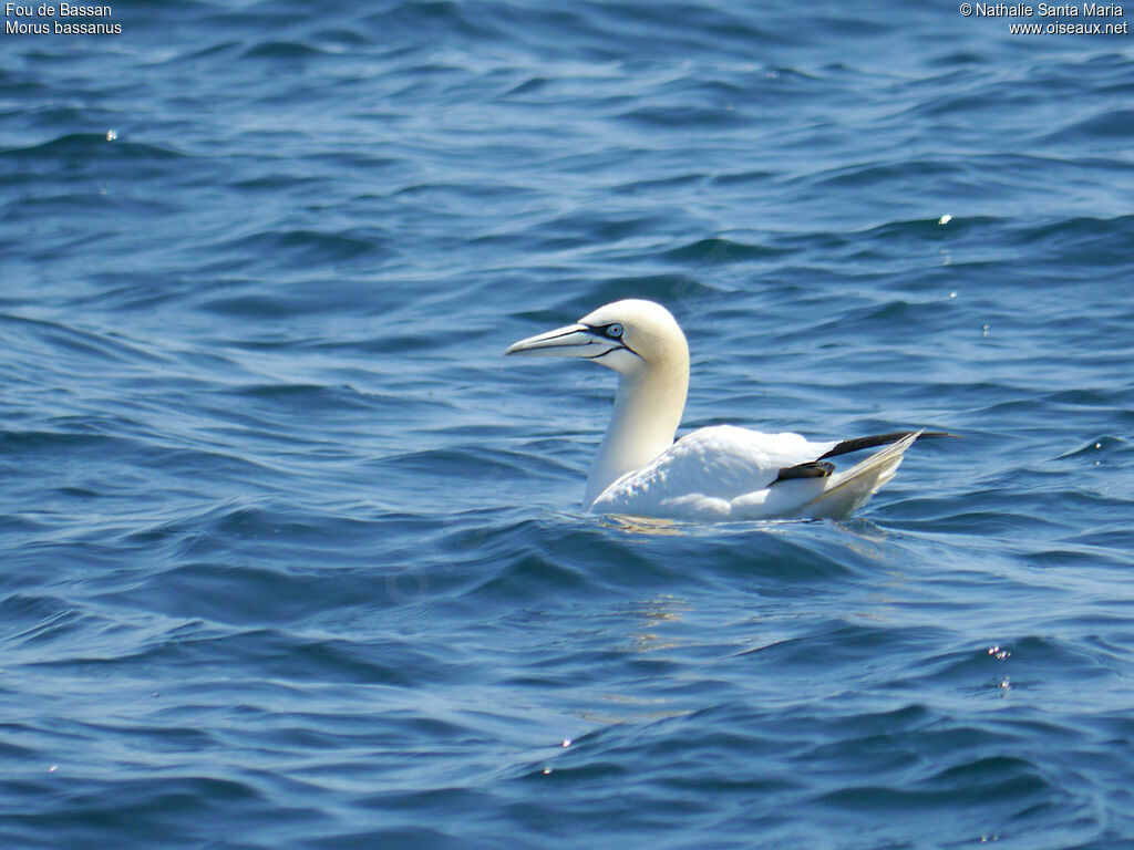 Northern Gannetadult, identification, habitat, swimming, Behaviour