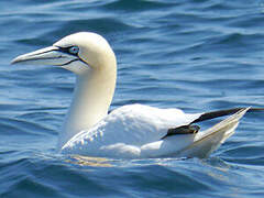 Northern Gannet