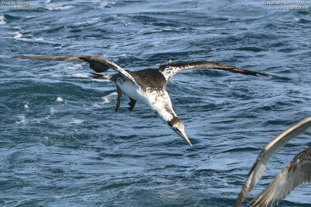 Northern GannetThird  year, identification, Flight, fishing/hunting, Behaviour