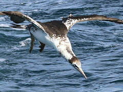 Northern Gannet