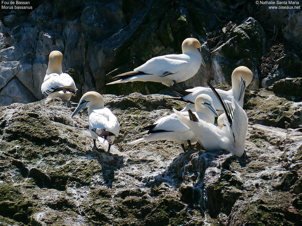 Northern Gannetadult, habitat, care, Behaviour