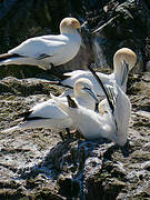 Northern Gannet