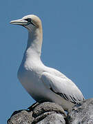 Northern Gannet