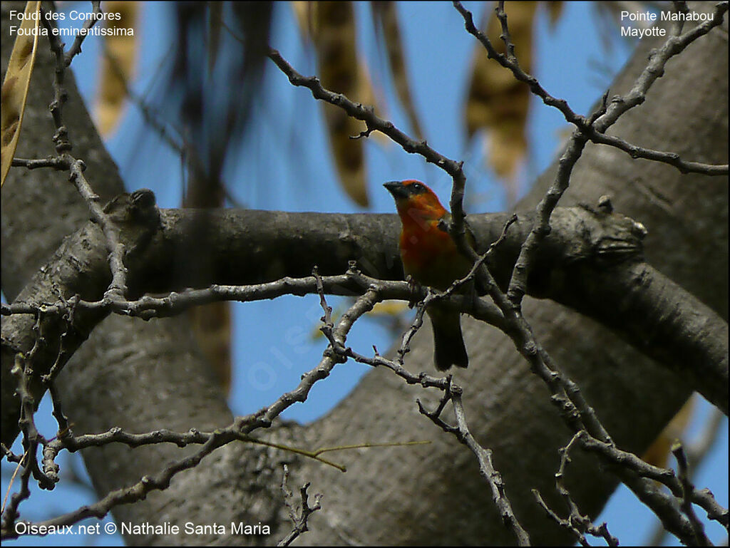 Comoro Fody male adult breeding