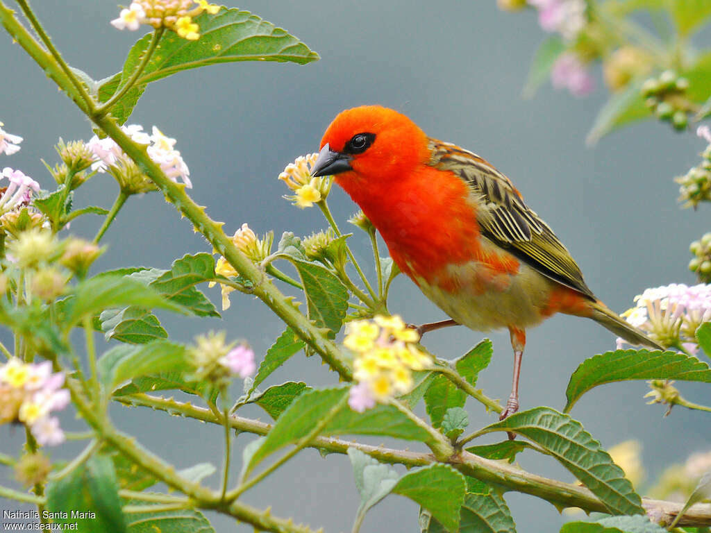 Red Fody male adult transition, close-up portrait