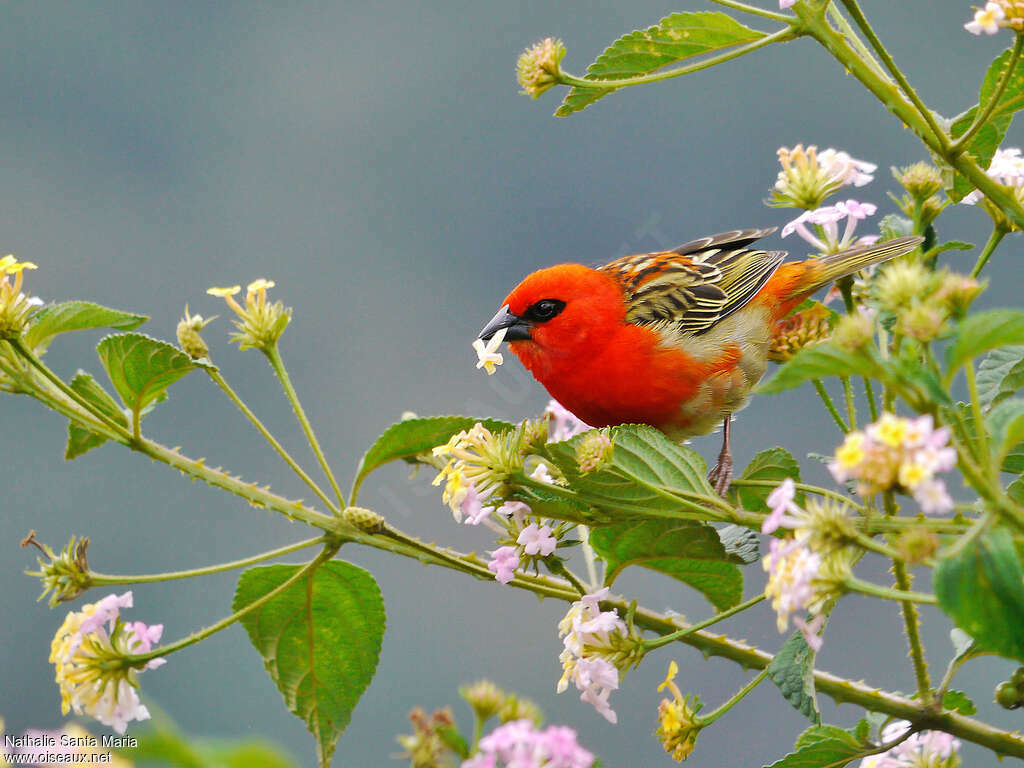 Red Fody male adult breeding, feeding habits, eats