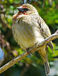 Foudi rouge